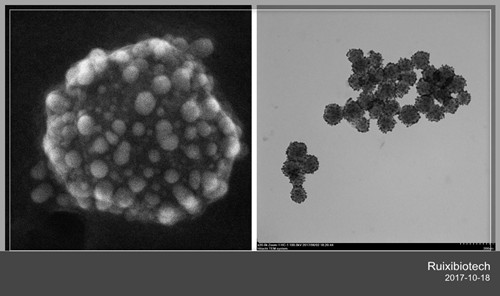 Au Coated Fe3O4 Magnetic Nanoparticles
